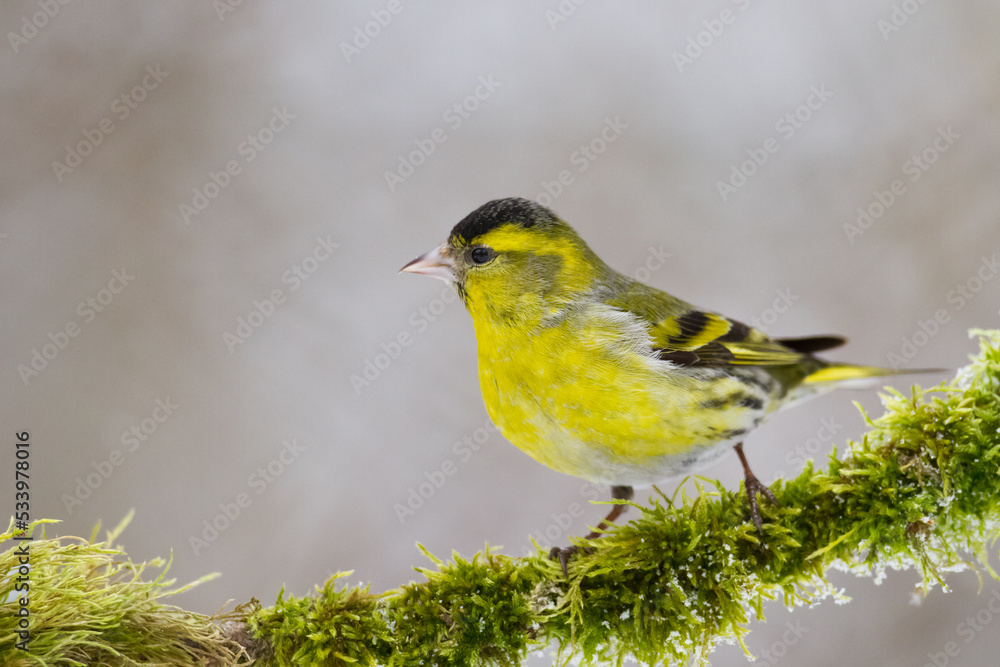 Bird Siskin Carduelis spinus male, small yellow bird, winter time in Poland Europe