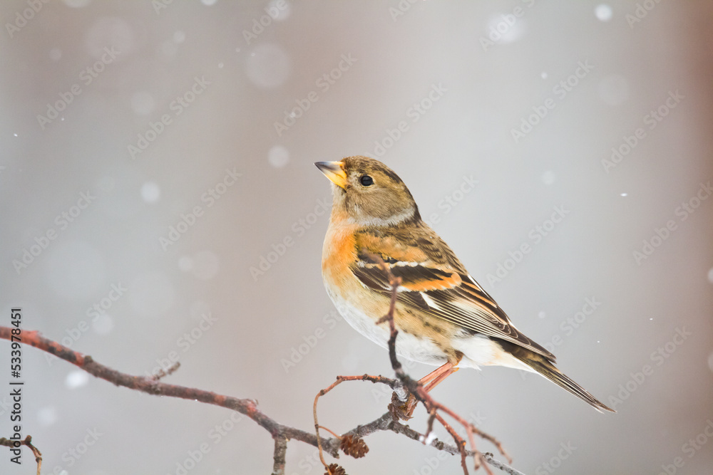 Bird Brambling ( Fringilla montifringilla ) on orange background female Bird Brambling ( Fringilla montifringilla ) on orange background female
