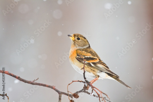 Bird Brambling ( Fringilla montifringilla ) on orange background female  © Marcin Perkowski