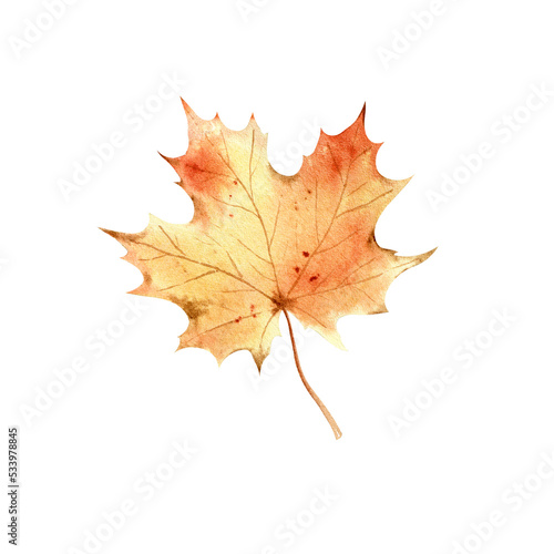 Watercolor hand drawn autumn leaf in realistic botanical style