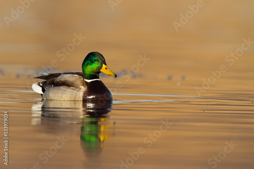 Bird mallard duck Anas platyrhynchos Poland Europe