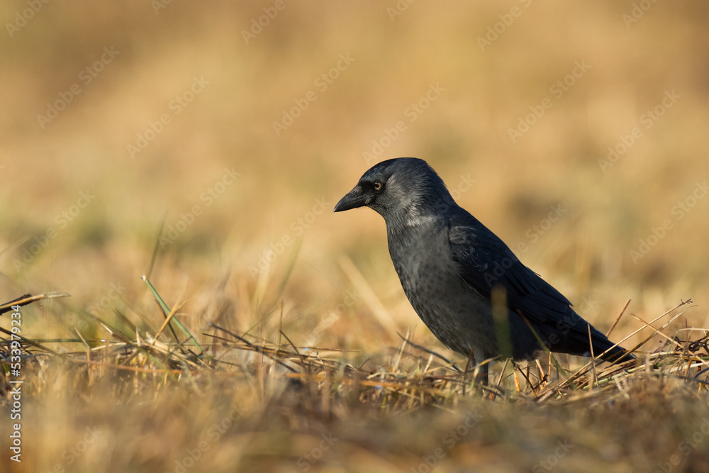 Obraz premium Bird - Jackdaw Corvus monedula, Poland Europe