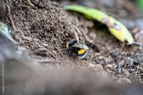 a bumblebee looking for a nest in the ground