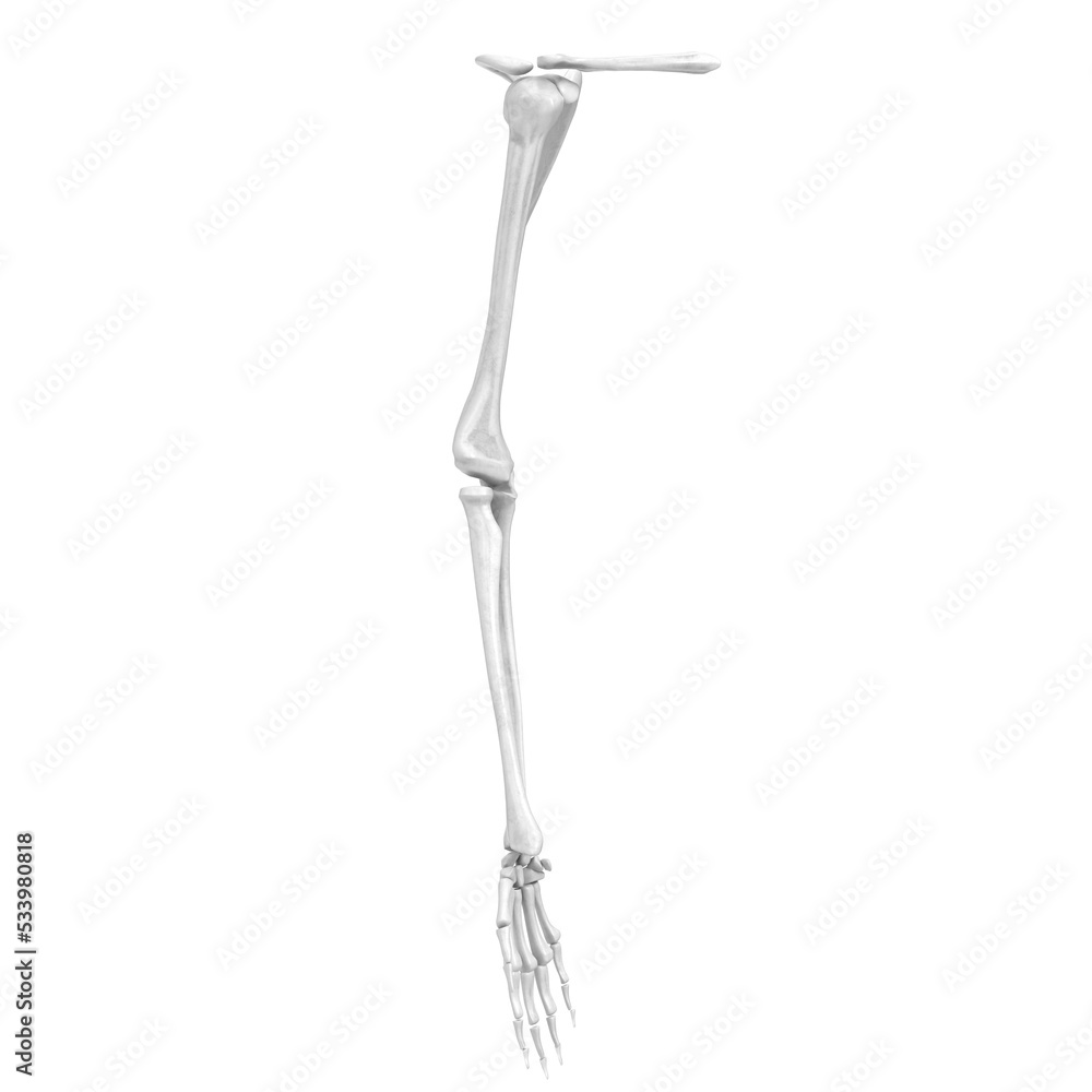 3d rendering illustration of human hand and arm bones
3d rendering illustration of human hand and arm bones