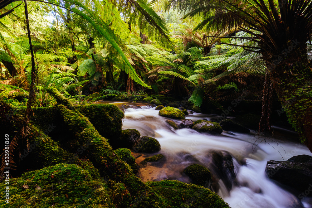 St Columba Falls in Tasmania Australia St Columba Falls in Tasmania Australia