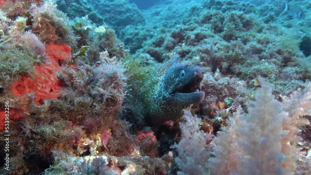 Wildlife underwater scene - Moray eel close to the camera Wildlife underwater scene - Moray eel close to the camera