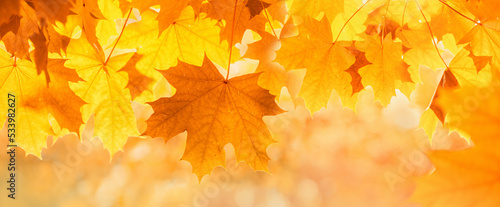 tender red orange transparent autumn maple leaves glowing at sunset banner. light flare tree with blurred background. Copy space golden foliage seasonal backdrop