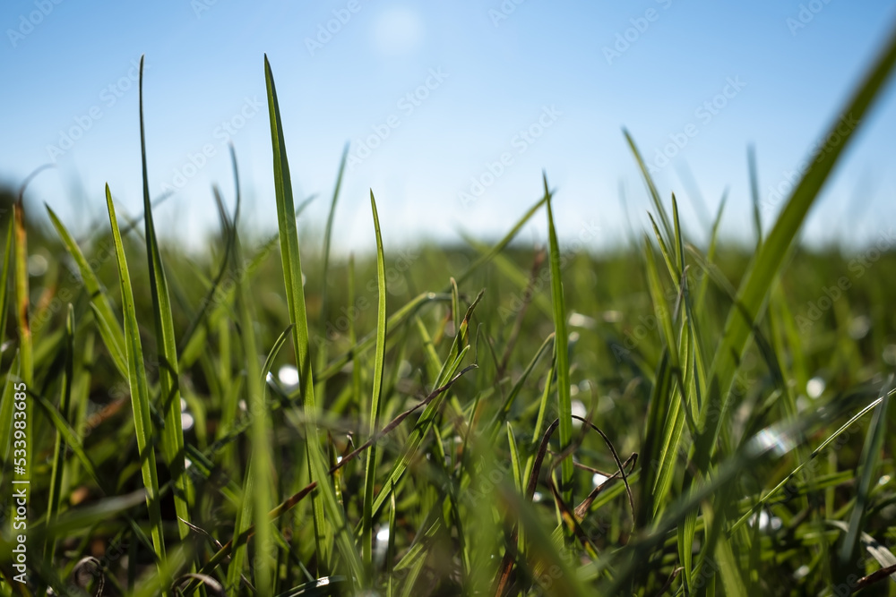 Close-up of green grass against the blue sky on a sunny day, view from below. Vacation and rest concept.