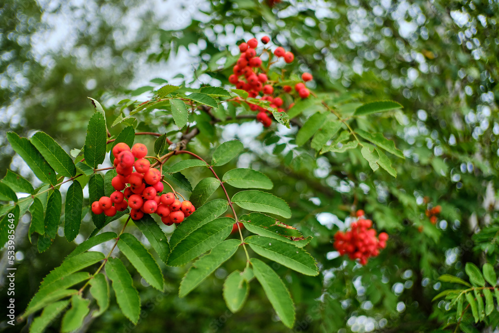 Close-up of a wild mountain ash (Sorbus aucuparia) with rowan berries. Close-up of a wild mountain ash (Sorbus aucuparia) with rowan berries.