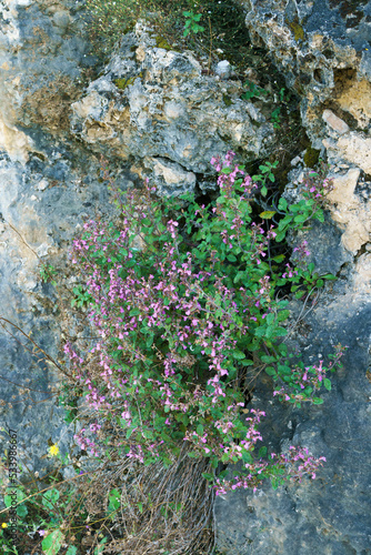 Close-up photo of wild flowers growing on a rocky mountainside