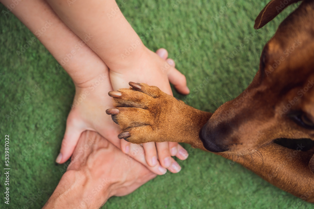 Human hands and dog paw as a team. Fight for animal rights, help animals  Stock Photo | Adobe Stock