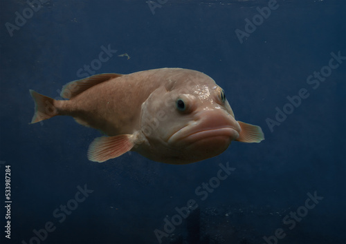 Photo of a blobfish - Blob Fish known as the world's ugliest deep sea creature  © Josh