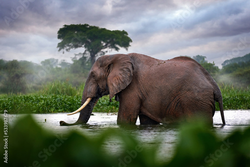 Uganda wildlife  Africa. Elephant in rain  Victoria Nile delta. Elephant in Murchison Falls NP  Uganda. Big Mammal in the green grass  forest vegetation. Elephant watewr walk in the nature habitat.