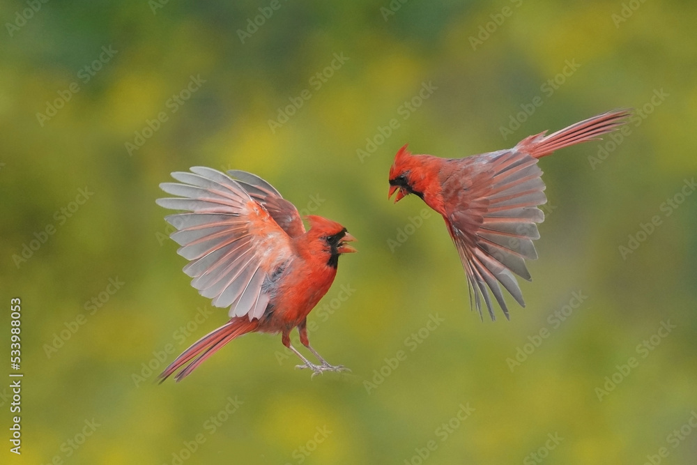 Two male cardinals fighting in midair for share of food on birdfeeder in fall colours Two male cardinals fighting in midair for share of food on birdfeeder in fall colours