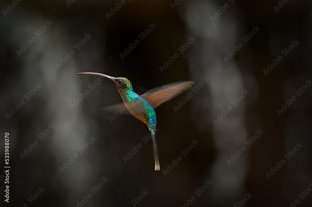 Fototapeta premium Wildlife Colombia. Green Hermit, Phaethornis guy, rare hummingbird Green bird flying next beautiful red flower in jungle. Action feeding scene in green tropical forest, animal in the nature habitat.