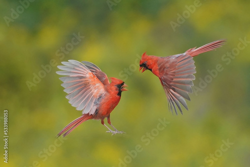 Two male cardinals fighting in midair for share of food on birdfeeder in fall colours © Janet