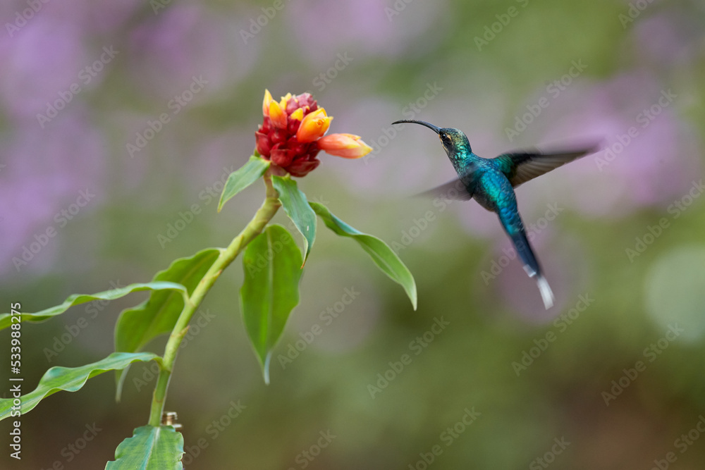 Obraz premium Wildlife Colombia. Green Hermit, Phaethornis guy, rare hummingbird Green bird flying next beautiful red flower in jungle. Action feeding scene in green tropical forest, animal in the nature habitat.