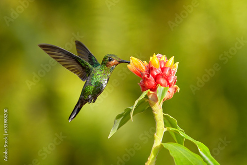 Tropic forest bloom with bird Female hummingbird purple-throated mountaingem, Lampornis calolaemus, with flower in the tropic forest, Talamaca, Costa Rica. Nature wildlife.