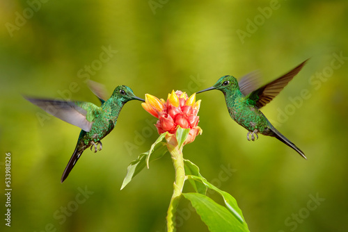Wildlife in tropic Costa Rica. Two bird sucking nectar from pink bloom flower. Hummingbirds Green-crowned Brilliant , Heliodoxa jacula, flying next to beautiful red flower. Tinny bird fly in jungle.