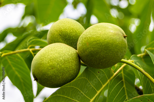 Photography on theme beautiful nut branch walnut tree