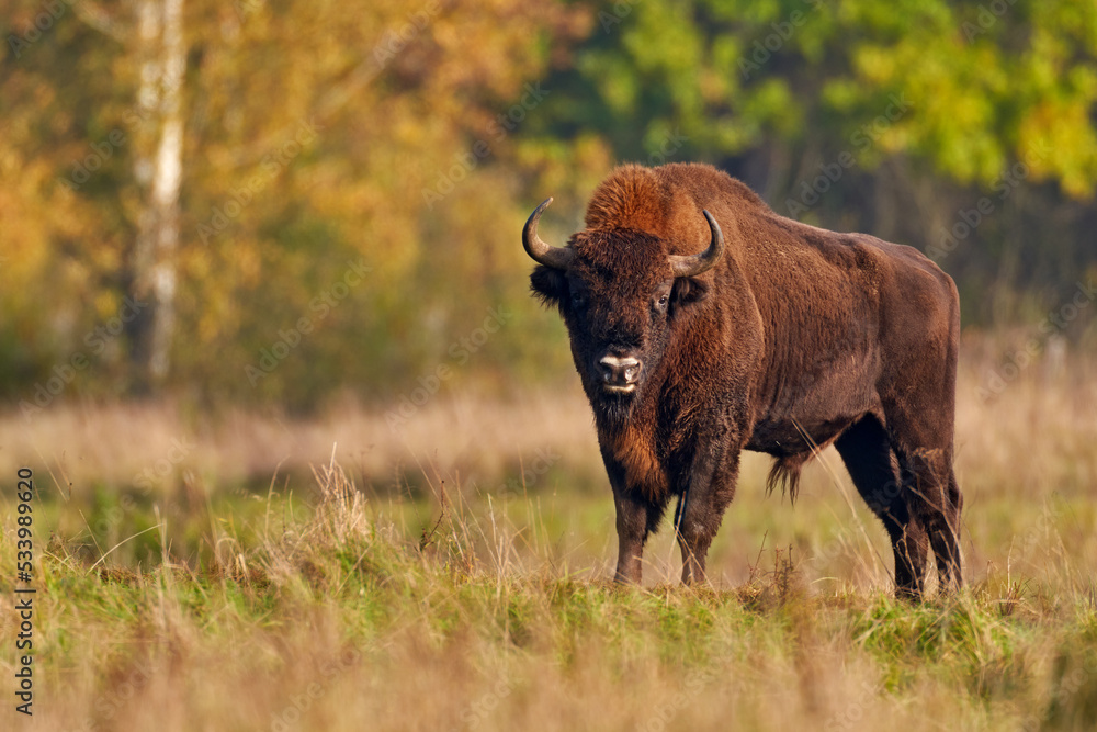 Wildlife in Europe. Bison herd in the autumn forest, sunny scene with big brown animal in the nature habitat, yellow leaves on the trees, Bialowieza NP, Poland. Wildlife scene from nature. Wildlife in Europe. Bison herd in the autumn forest, sunny scene with big brown animal in the nature habitat, yellow leaves on the trees, Bialowieza NP, Poland. Wildlife scene from nature.