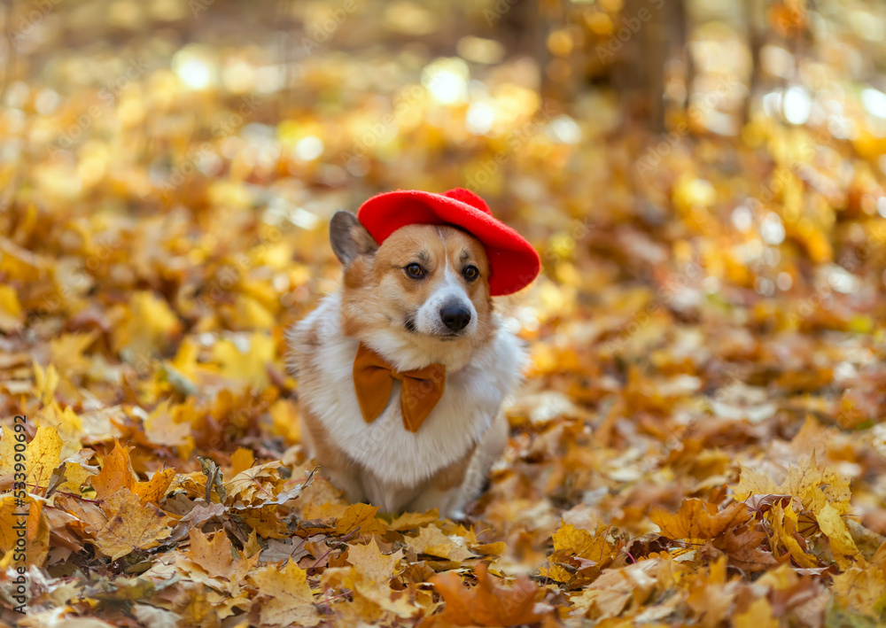 cute corgi dog puppy in a red beret is sitting in an autumn park among golden fallen leaves cute corgi dog puppy in a red beret is sitting in an autumn park among golden fallen leaves