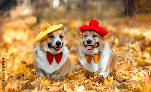 Photography two identical corgi dogs in berets are sitting in an autumn park among golden fa