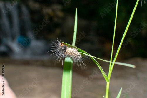 Macro Shot Of worm On A grass