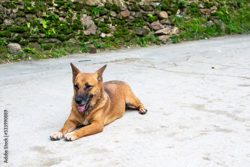 Dog on the floor