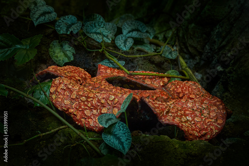 Rafflesia from Bukit Barisan Selatan NP, Sumatra, Indonesia. Corpse flower, Rafflesia arnoldii blooms into the single largest individual flower in the world. Big red flower in the dark tropic forest. photo