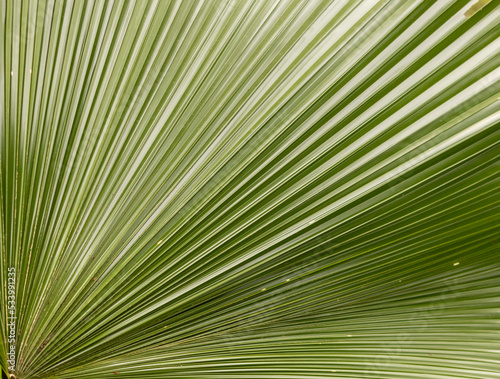 palm leaf background.