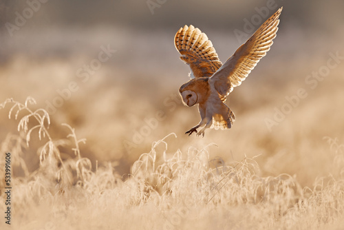 Morning Wildlife - owl from United Kingdom. Hunting Barn Owl, wild bird in morning nice light. Beautiful animal in the nature habitat. Action wildlife scene.