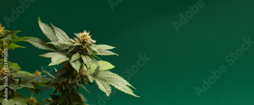 plant sativa cannabis beautiful background of the theme of legalization and medical hemp in the world