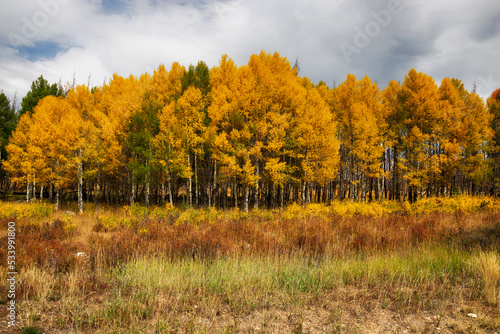 Aspen trees at Grand Lake in Rocky Mountain National Park