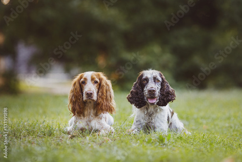 dog american cocker spaniel and english springer spaniel dog in the park 