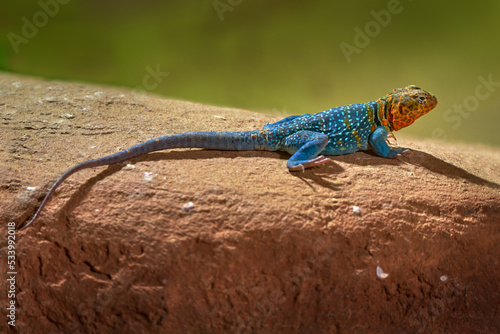 Mexico wildlife. Crotaphytus collaris, Eastern Collared Lizard, on the old tree trunk. Reptile in nature habitat, Mexico. Hot sunny day with animal.