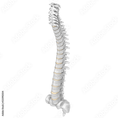 3d rendering illustration of a human spine