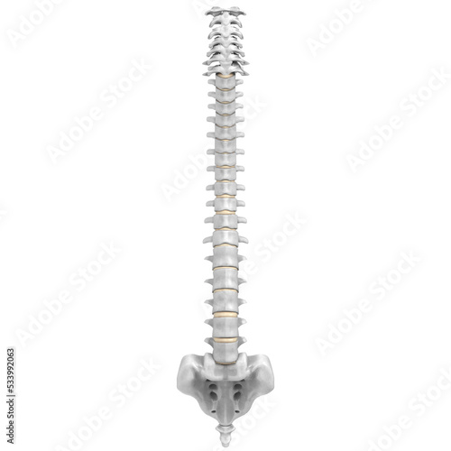 Schilderij op canvas 3d rendering illustration of a human spine
