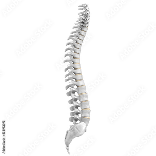 3d rendering illustration of a human spine
