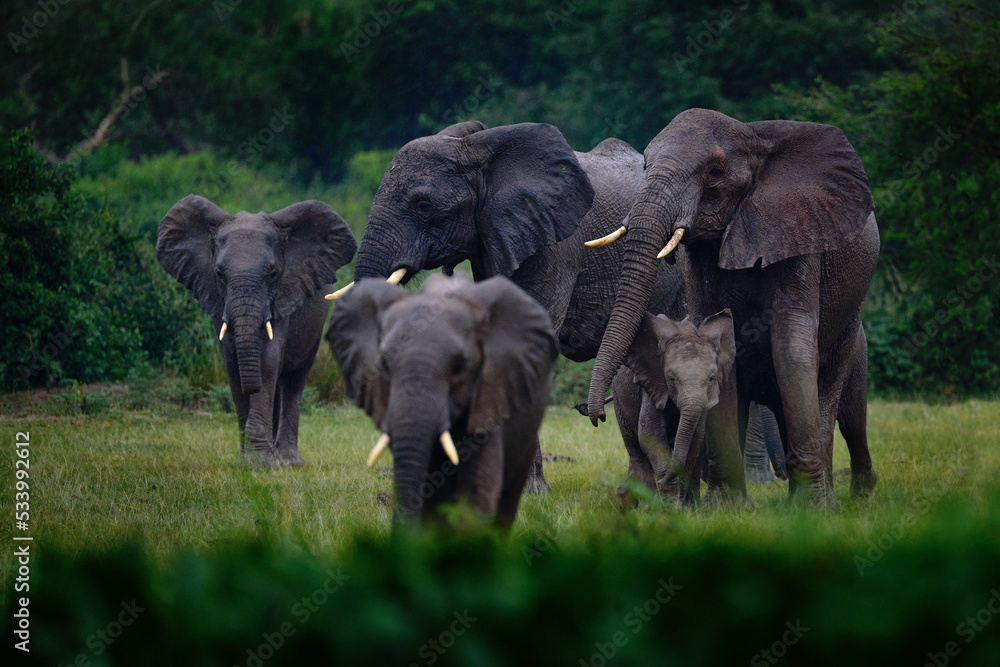 Obraz premium Elephants in rain. Elephant in Murchison Falls NP, Uganda. Big Mammal in the green grass, forest vegetation in the background. Elephant watewr walk in the nature habitat. Uganda wildlife, Africa.