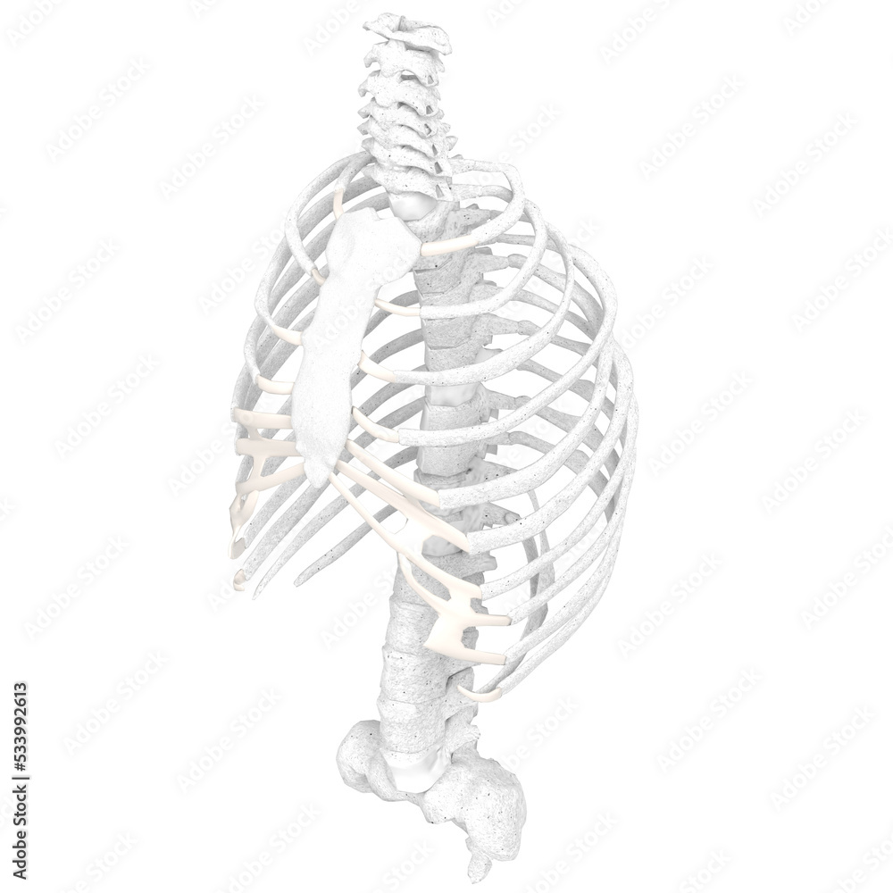 3d rendering illustration of human spine, torso and rib cage bones