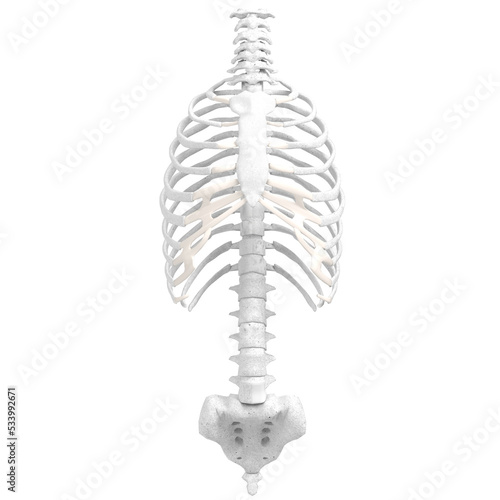 Fototapeta 3d rendering illustration of human spine, torso and rib cage bones