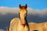 portrait of a cream horse with blue eyes and a golden mane against a beautiful sky