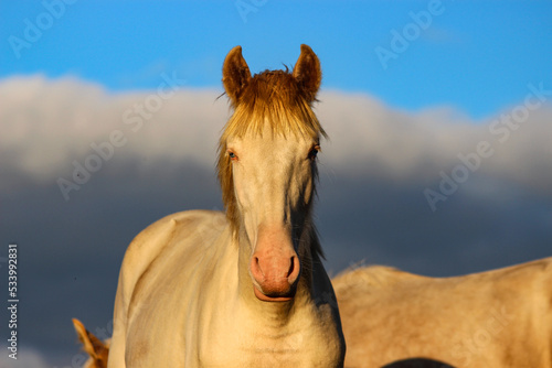 Bilde på lerret portrait of a cream horse with blue eyes and a golden mane against a beautiful s