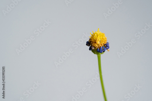 Aster blur flower dry off close up on white isolated background © JCM