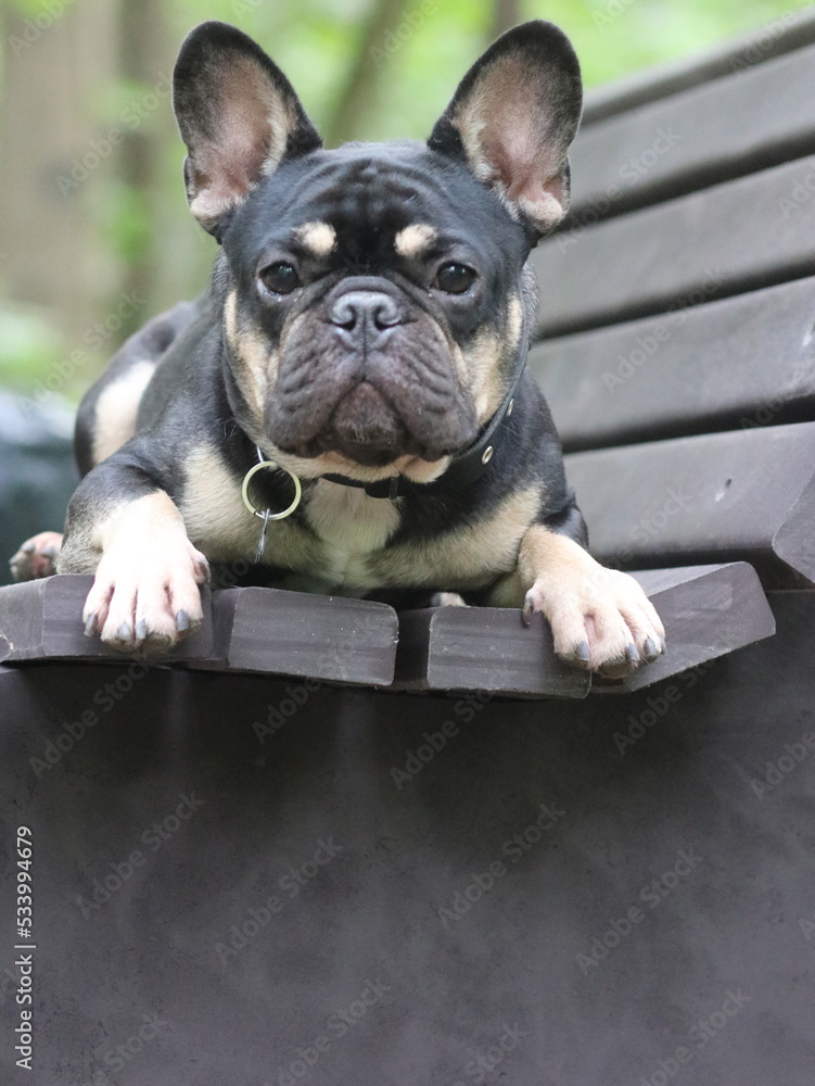 A French bulldog is lying on a bench in the woods