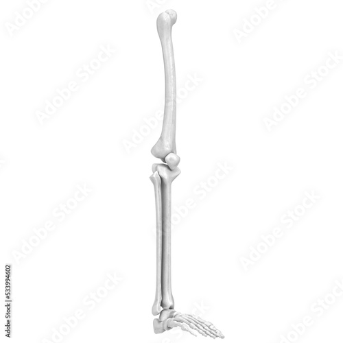 3d rendering illustration of leg and foot bones