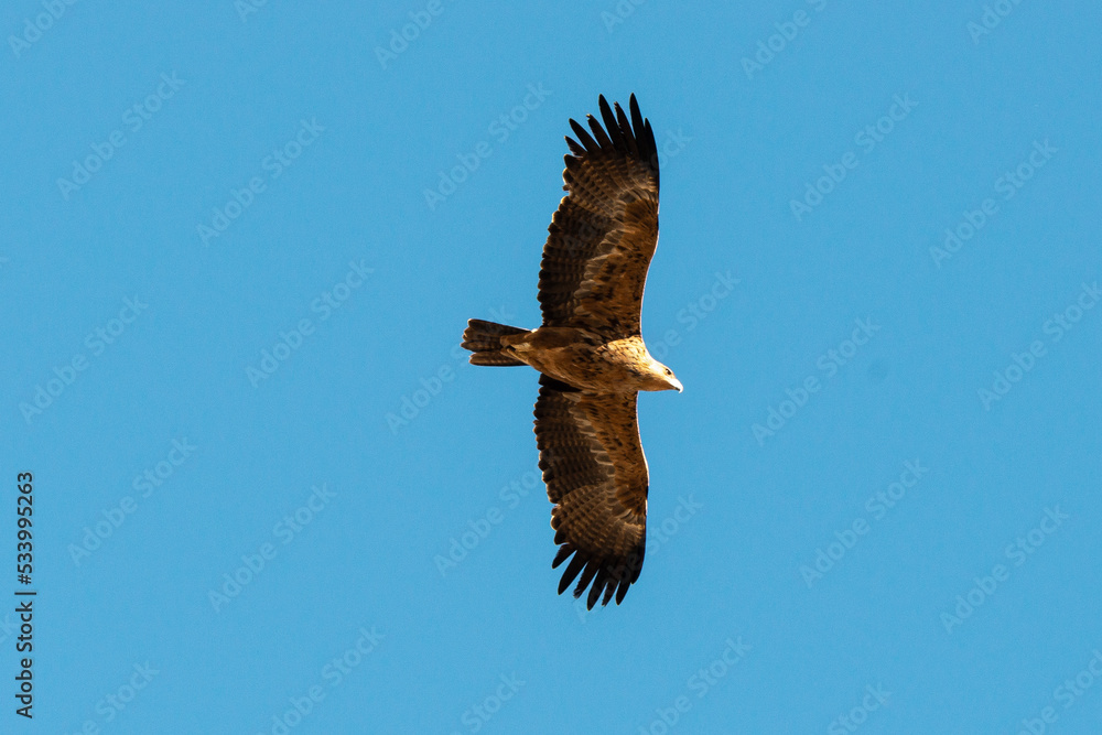 Aigle ravisseur,.Aquila rapax, Tawny Eagle Aigle ravisseur,.Aquila rapax, Tawny Eagle