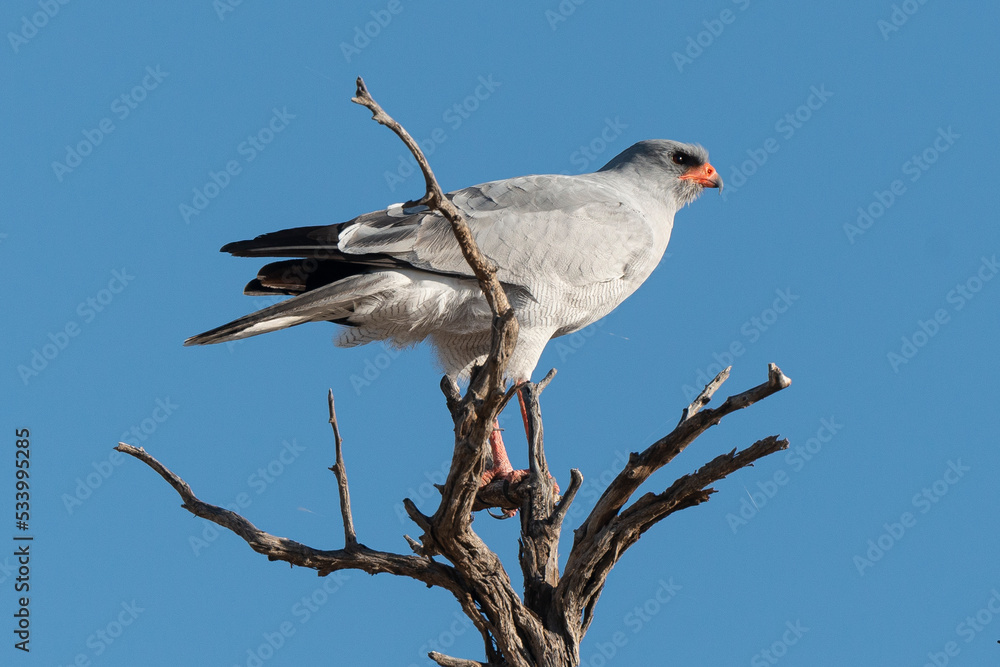 Autour chanteur, .Melierax canorus, Pale Chanting Goshawk Autour chanteur, .Melierax canorus, Pale Chanting Goshawk