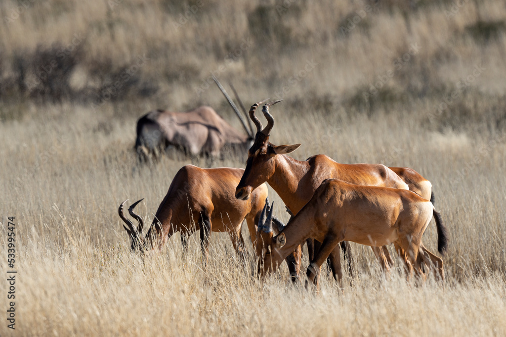 Obraz premium Bubale caama, Alcelaphus caama, Parc national du Kalahari, Afrique du Sud